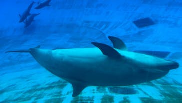 名古屋港水族館に投稿された画像（2024/10/5）