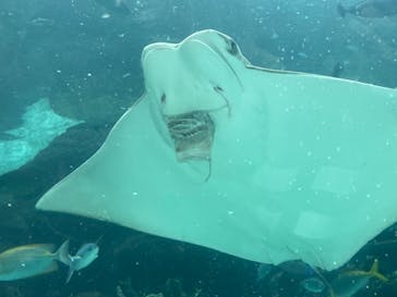 名古屋港水族館に投稿された画像（2024/10/5）