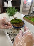 鉢マニアに投稿された画像（2024/10/6）