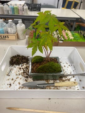 鉢マニアに投稿された画像（2024/10/5）