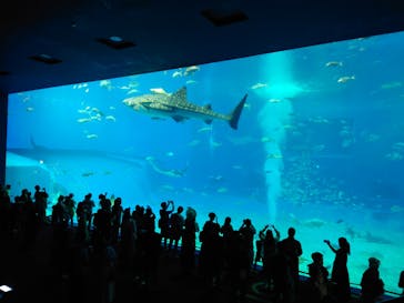 沖縄美ら海水族館に投稿された画像（2024/10/5）