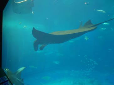 沖縄美ら海水族館に投稿された画像（2024/10/5）