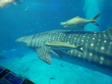 沖縄美ら海水族館に投稿された画像（2024/10/5）
