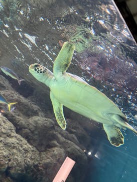 葛西臨海水族園に投稿された画像（2024/10/5）