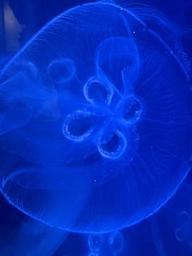 葛西臨海水族園に投稿された画像（2024/10/5）