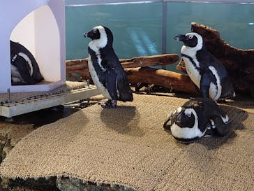 NIFREL（ニフレル）に投稿された画像（2024/10/5）