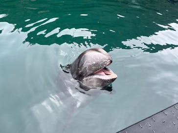 太地町立くじらの博物館に投稿された画像（2024/10/6）