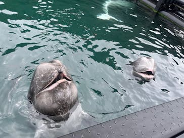 太地町立くじらの博物館に投稿された画像（2024/10/6）