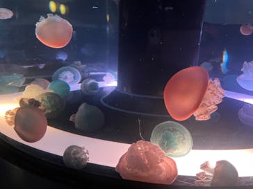 マクセル アクアパーク品川に投稿された画像（2024/10/6）