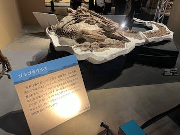 福井県立恐竜博物館に投稿された画像（2024/10/6）