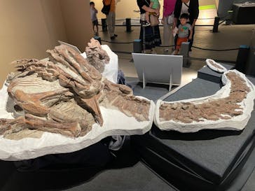 福井県立恐竜博物館に投稿された画像（2024/10/6）