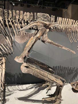 福井県立恐竜博物館に投稿された画像（2024/10/6）