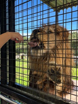 那須サファリパークに投稿された画像（2024/10/6）