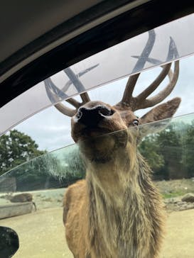 那須サファリパークに投稿された画像（2024/10/6）