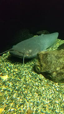 滋賀県立琵琶湖博物館に投稿された画像（2024/10/6）