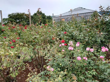 京成バラ園に投稿された画像（2024/10/6）
