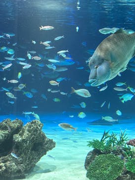 サンシャイン水族館に投稿された画像（2024/10/6）