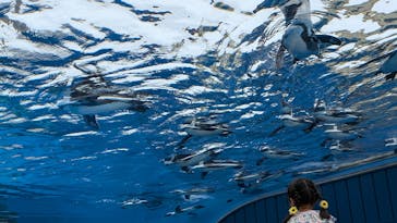 サンシャイン水族館に投稿された画像（2024/10/6）