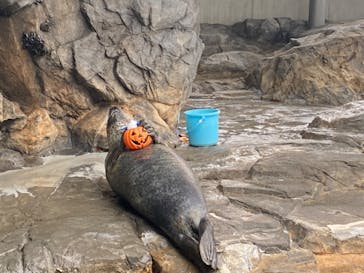 しながわ水族館に投稿された画像（2024/10/6）