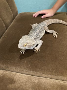 アニマルカフェフレカ　三宮店に投稿された画像（2024/10/6）