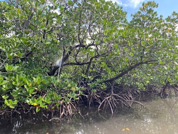 西表島 ADVENTURE PiPi（アドベンチャーピピ）に投稿された画像（2024/10/6）