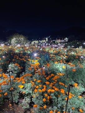 いばらきフラワーパークに投稿された画像（2024/10/6）