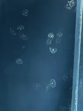 すみだ水族館に投稿された画像（2024/10/6）