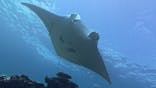 カマンタダイビングクラブに投稿された画像（2024/10/6）