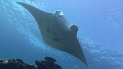 カマンタダイビングクラブに投稿された画像（2024/10/6）