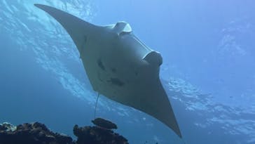 カマンタダイビングクラブに投稿された画像（2024/10/6）