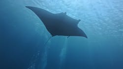 カマンタダイビングクラブに投稿された画像（2024/10/6）