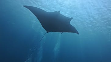 カマンタダイビングクラブに投稿された画像（2024/10/6）
