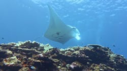 カマンタダイビングクラブに投稿された画像（2024/10/6）