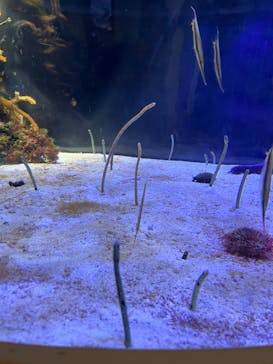 名古屋港水族館に投稿された画像（2024/10/6）
