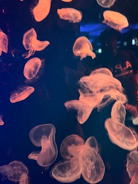 名古屋港水族館に投稿された画像（2024/10/6）