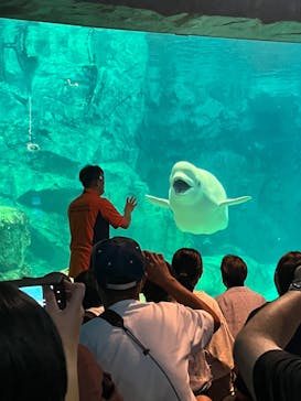 名古屋港水族館に投稿された画像（2024/10/6）