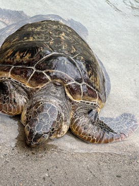 新江ノ島水族館に投稿された画像（2024/10/6）