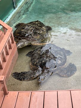 新江ノ島水族館に投稿された画像（2024/10/6）