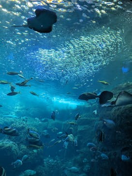 新江ノ島水族館に投稿された画像（2024/10/6）