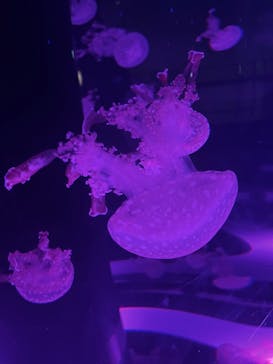 マクセル アクアパーク品川に投稿された画像（2024/10/6）