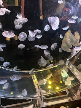 マクセル アクアパーク品川に投稿された画像（2024/10/6）