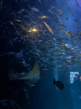 マクセル アクアパーク品川に投稿された画像（2024/10/6）