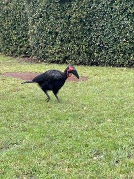 よこはま動物園ズーラシアに投稿された画像（2024/10/7）