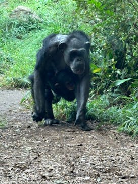 よこはま動物園ズーラシアに投稿された画像（2024/10/7）