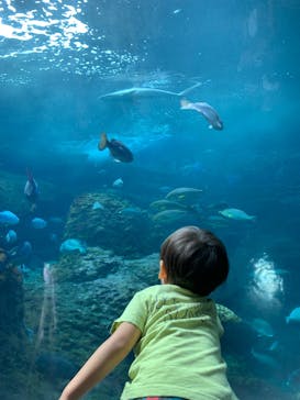 新江ノ島水族館に投稿された画像（2024/10/7）