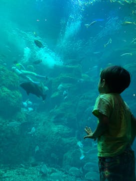 新江ノ島水族館に投稿された画像（2024/10/7）