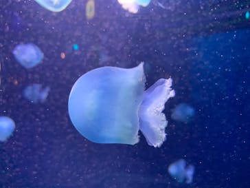 新江ノ島水族館に投稿された画像（2024/10/7）