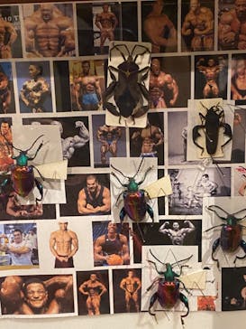 体感するファーブル昆虫展in横浜赤レンガ倉庫に投稿された画像（2024/10/7）