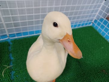 いきもの探検隊上尾に投稿された画像（2024/10/7）