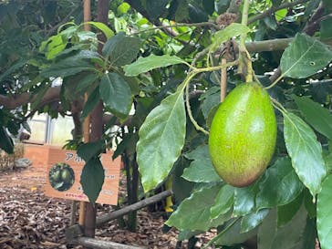 おきなわワールドに投稿された画像（2024/10/7）